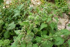 Urtica pilulifera
