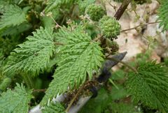 Urtica pilulifera