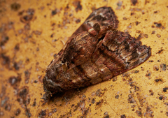 Chlumetia