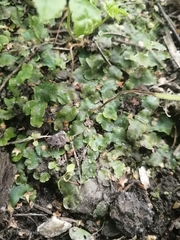 Conocephalum salebrosum