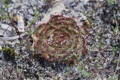 Drosera zonaria