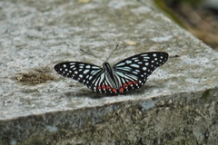Hestina assimilis formosana