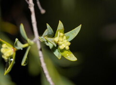 Pimelea microcephala microcephala
