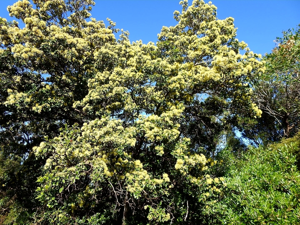 Xanthostemon arenarius