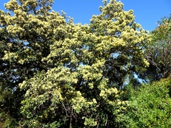 Xanthostemon arenarius
