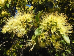 Xanthostemon arenarius
