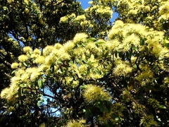 Xanthostemon arenarius