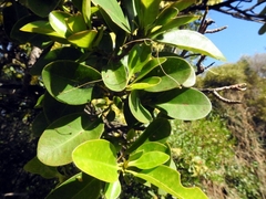 Xanthostemon arenarius