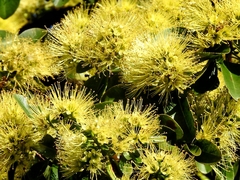 Xanthostemon arenarius