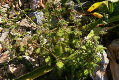 Urtica pilulifera