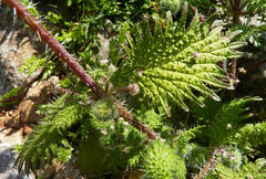 Urtica pilulifera