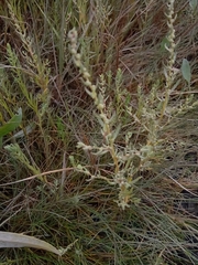 Suaeda maritima