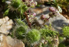 Urtica pilulifera