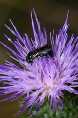 Ceratina cyanea