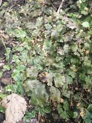 Conocephalum salebrosum