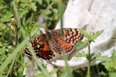 Melitaea interrupta