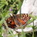 Caucasian Spotted Fritillary - Photo (c) tvp, some rights reserved (CC BY-NC-ND), uploaded by tvp