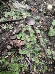 Conocephalum salebrosum