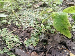 Conocephalum salebrosum