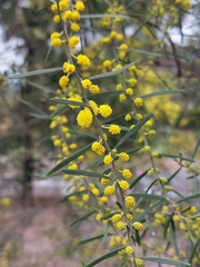 Acacia ausfeldii