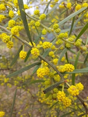 Acacia ausfeldii