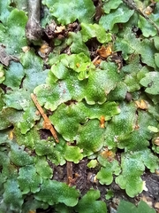 Conocephalum salebrosum