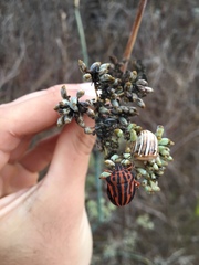 Graphosoma interruptum