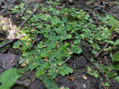 Conocephalum salebrosum