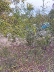Acacia ausfeldii