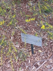 Acacia ausfeldii