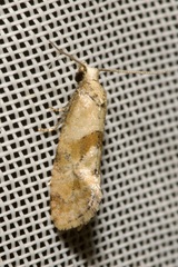 Cochylidia heydeniana