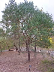 Acacia pubifolia