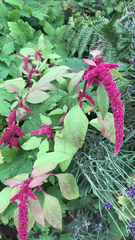 Amaranthus caudatus