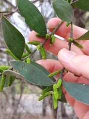 Acacia pubifolia