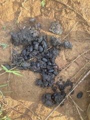 Hystrix africaeaustralis