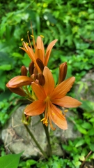 Lycoris sanguinea