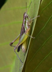 Spathosternum prasiniferum