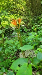 Lycoris sanguinea