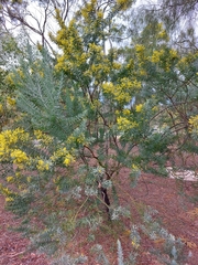 Acacia covenyi