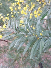 Acacia covenyi