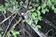 Anomalurus derbianus