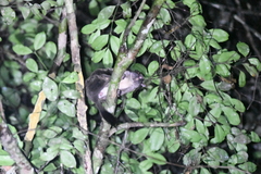 Anomalurus derbianus