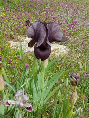 Iris haynei