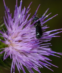 Ceratina cyanea