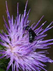 Ceratina cyanea