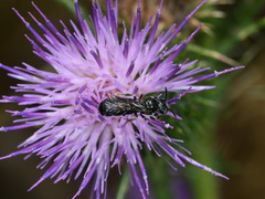 Ceratina cyanea