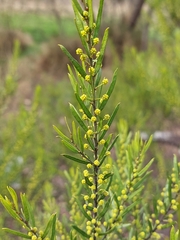 Acacia lineata