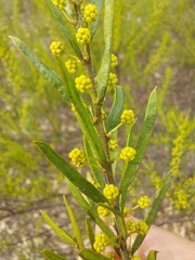 Acacia lineata