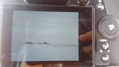 Physeter macrocephalus