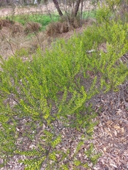 Acacia lineata